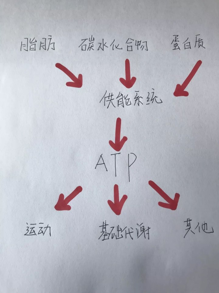 運(yùn)動(dòng)30分鐘后才開(kāi)始消耗脂肪……是真是假？